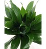 Dracaena - Indoor Plant With Bamboo Planter